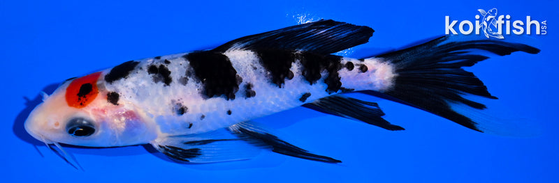 5.5" TANCHO SANKE BUTTERFLY