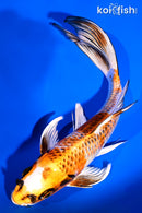 8.5" BENI GINGA BUTTERFLY