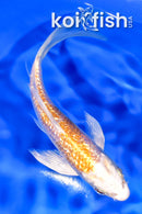 5.25" GINRIN HARIWAKE BUTTERFLY