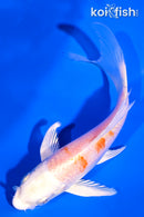 5" HARIWAKE BUTTERFLY