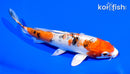5.75" YAMATO NISHIKI