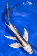 7.25" KIN KIKOKURYU BUTTERFLY
