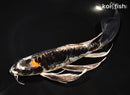10" BENI KIKOKURYU BUTTERFLY