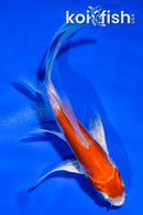 5" ARAGOKE HARIWAKE BUTTERFLY