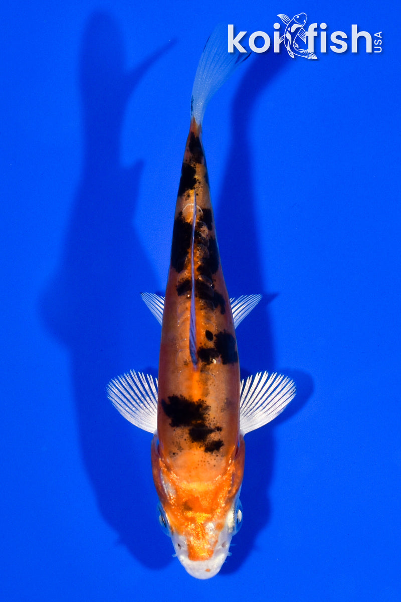 3.75" HEISEI NISHIKI