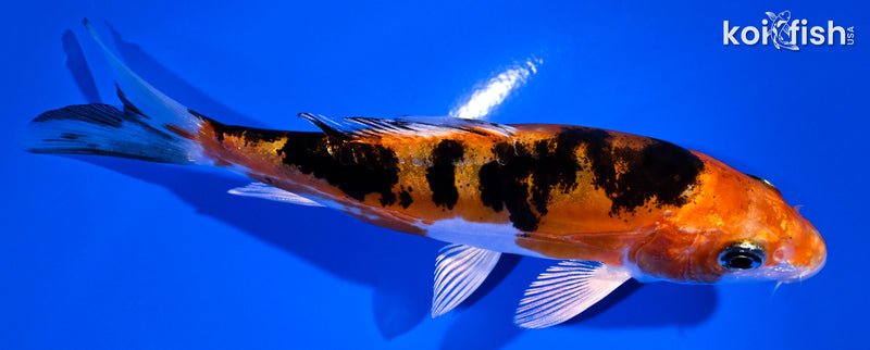 4.5" LEATHER HEISEI NISHIKI