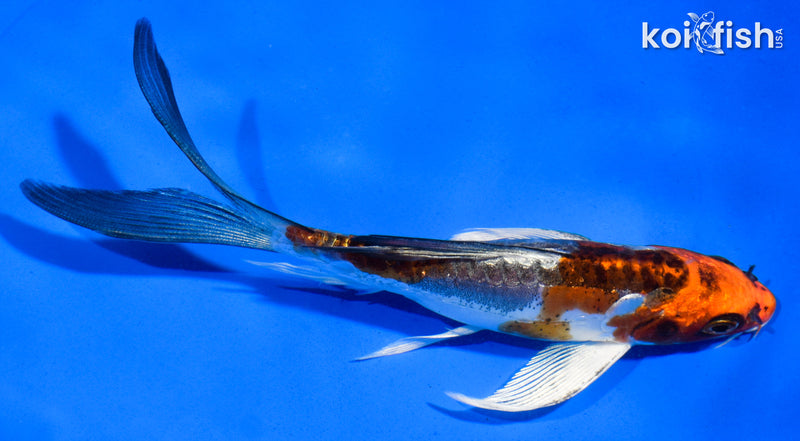 5.5" BENI KIKOKURYU BUTTERFLY