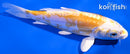 5.75" DOITSU LEMON HARIWAKE