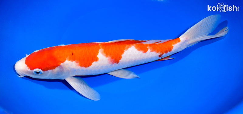 11.75" KOHAKU