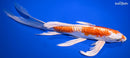 9.5" KIKUSUI BUTTERFLY