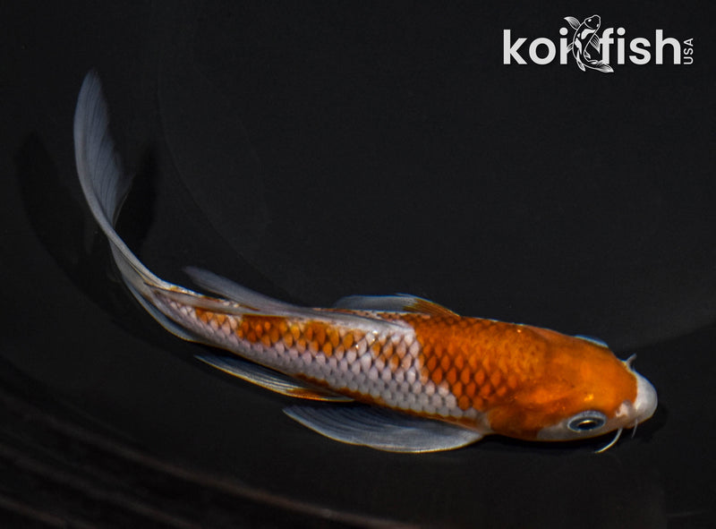 5.75" OCHIBA SHIGURE BUTTERFLY