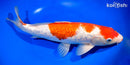 13.25" GINRIN KOHAKU