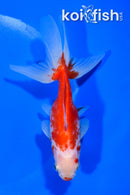 5.25" WATONAI GOLDFISH