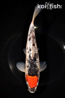 9" TANCHO GOSHIKI