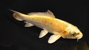 6.5" KUJAKU