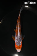 5.5" HI SHUSUI