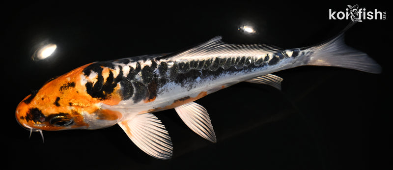 7.25" BENI KIKOKURYU