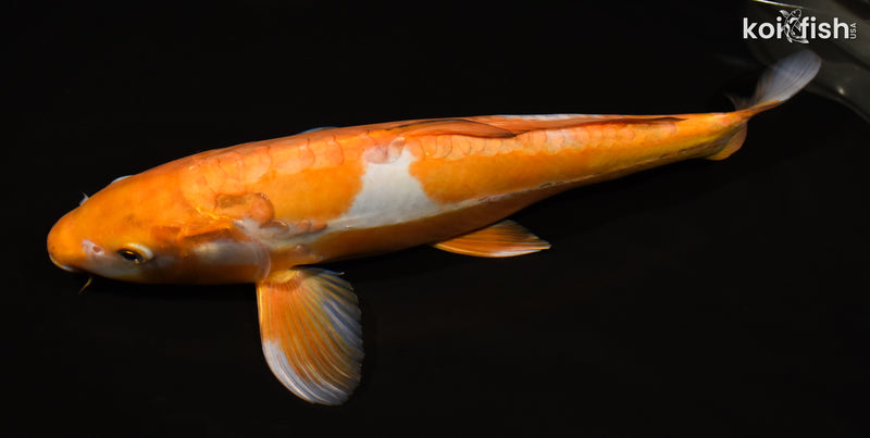 14.75" DOITSU OCHIBA SHIGURE