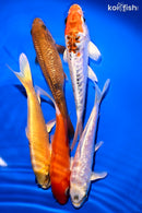 PACK OF (5) 5.25 - 6"  STANDARD KOI