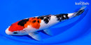 8.75" SANKE