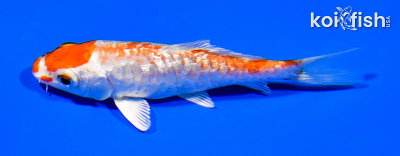 3.75" GINRIN HARIWAKE