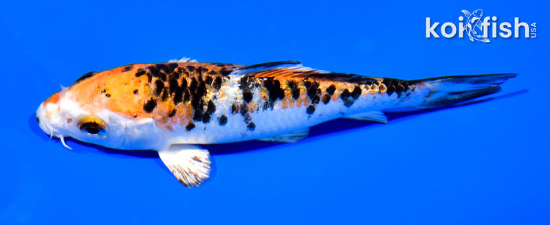 5.25" GINRIN YAMATO NISHIKI