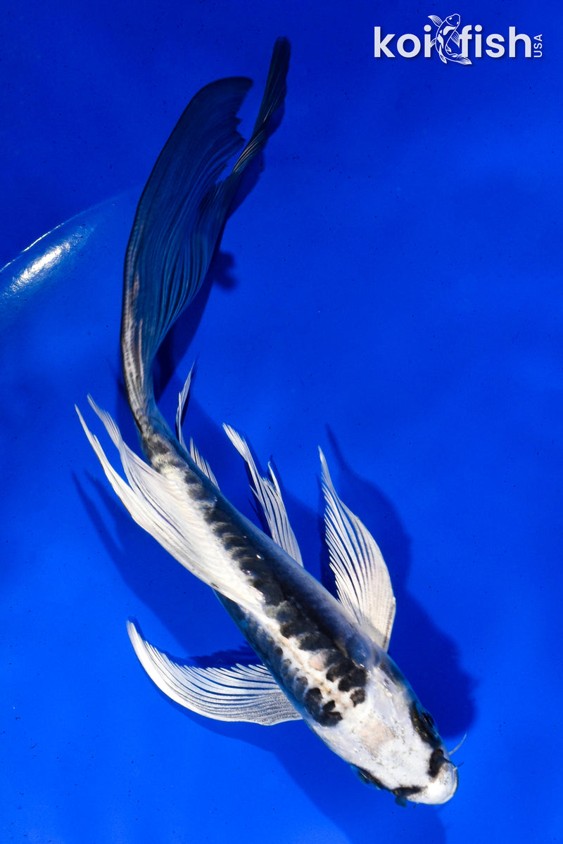 6" KIKOKURYU BUTTERFLY