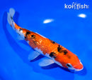 7.75" GINRIN AKA SANKE