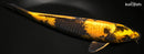 12" KIN KI UTSURI