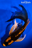 7.25" GINRIN ORENJI MATSUBA BUTTERFLY