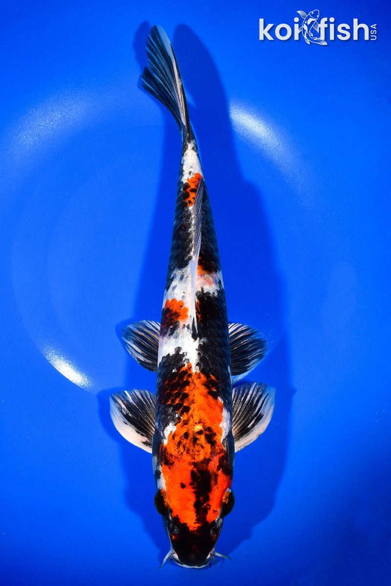 12" KIN SHOWA