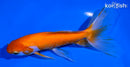 5.75" WATONAI GOLDFISH