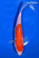 7.75" KOHAKU