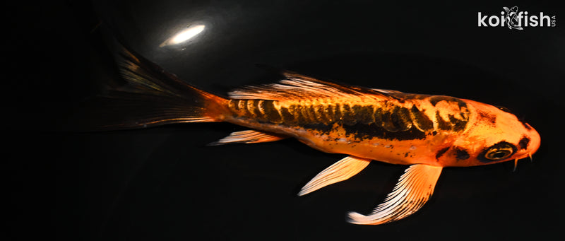 5.75" BENI KIKOKURYU BUTTERFLY