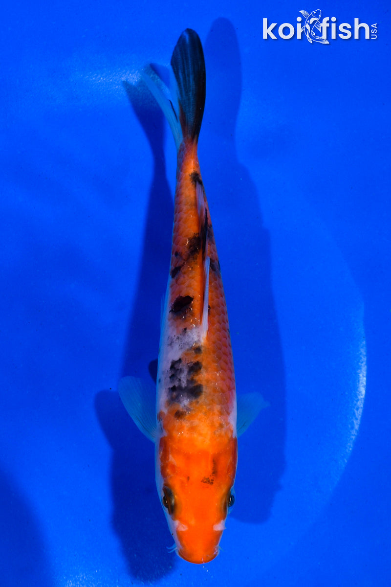5.5" SANKE