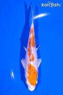 5.25" YAMATO NISHIKI