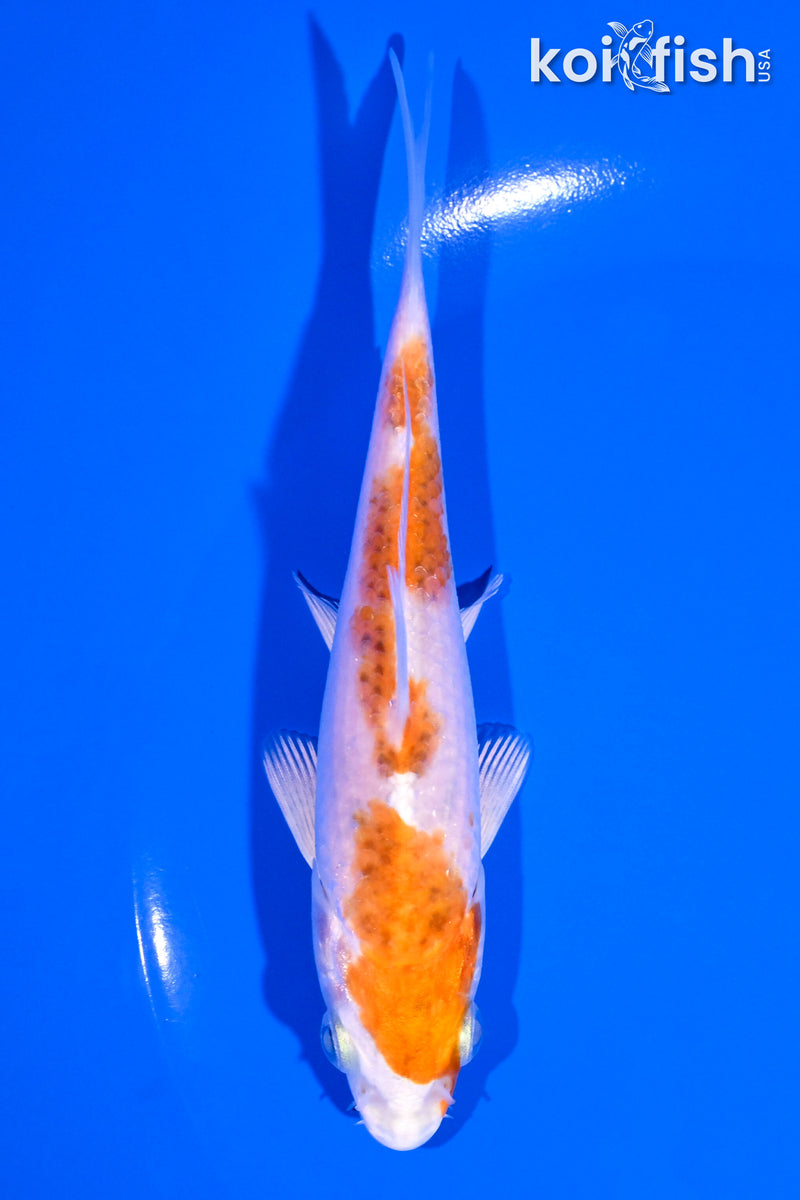 5.25" YAMATO NISHIKI