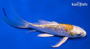 4.5" GINRIN LEMON HARIWAKE BUTTERFLY