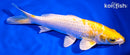 6.75" LEMON HARIWAKE