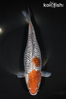 11.5" GINRIN OCHIBA SHIGURE