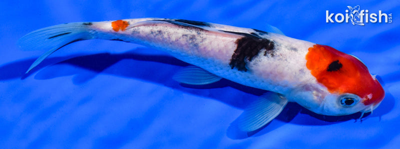 6.5" MARUTEN SANKE