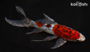 8" SHUBUNKIN GOLDFISH