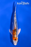 4.5" YAMATO NISHIKI