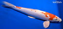 14" KIKUSUI