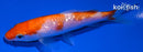 4.25" GINRIN KOHAKU
