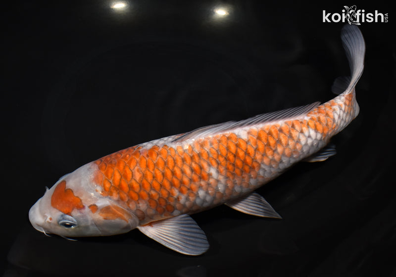 11.5" OCHIBA SHIGURE