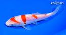 6" DOITSU KOHAKU