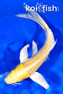 6.75" YAMABUKI OGON BUTTERFLY