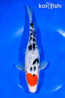 9.5" ARAGOKE KUCHIBENI SANKE