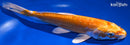 9.25" KIKUSUI